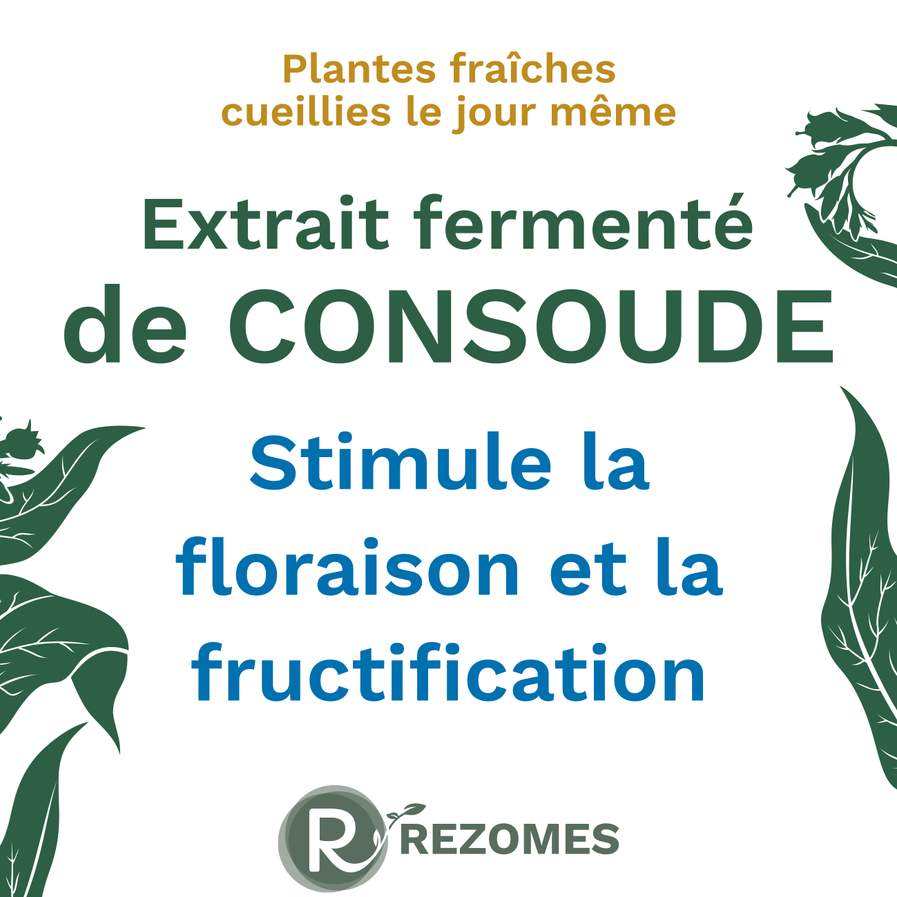 Extrait fermenté de consoude