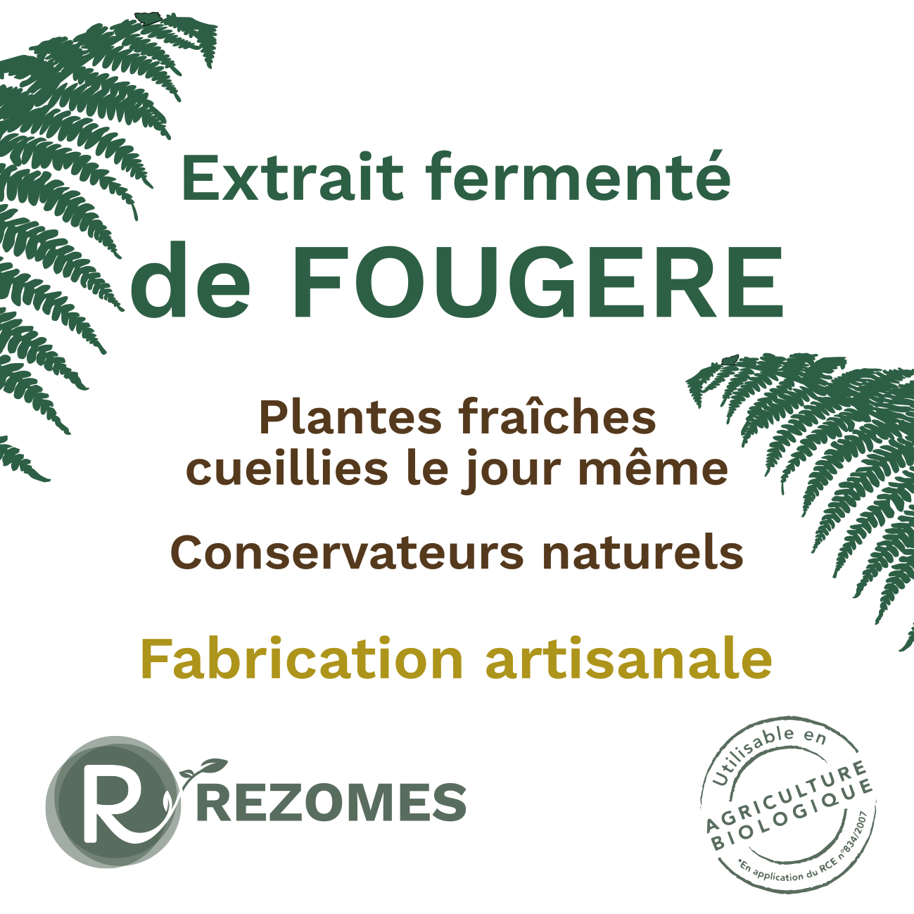 Extrait fermenté de fougère