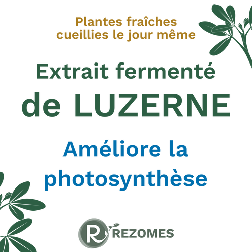 Extrait fermenté de luzerne