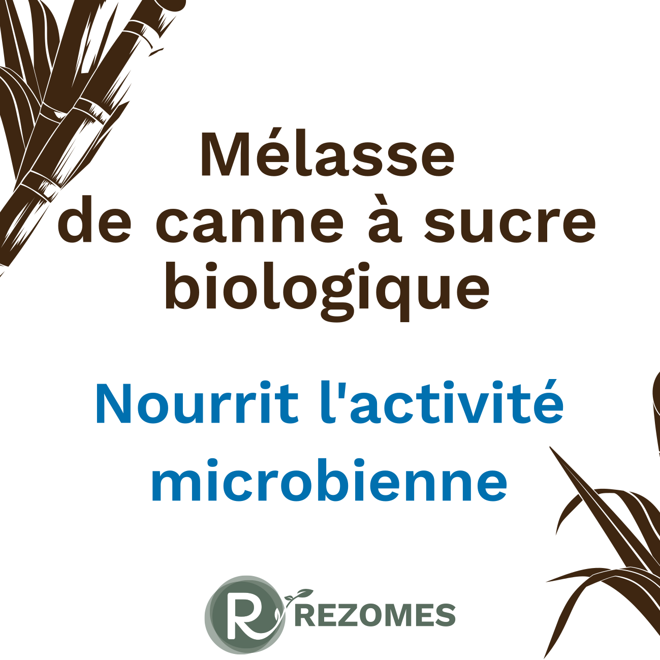 Mélasse de canne à sucre biologique