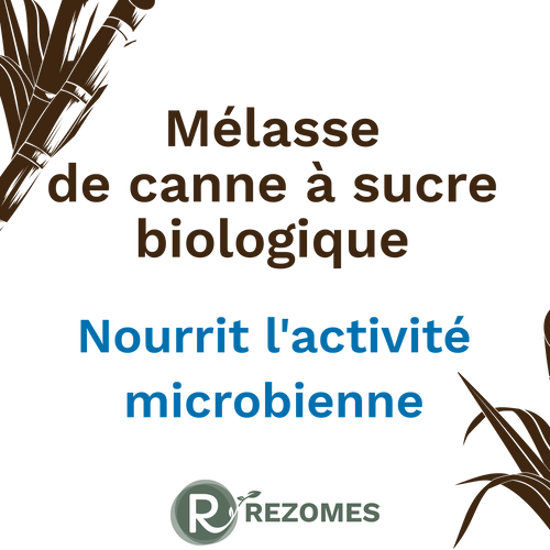 Mélasse de canne à sucre biologique