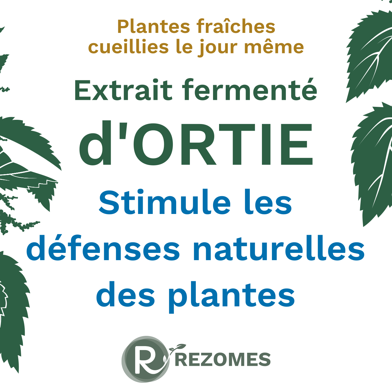 Extrait fermenté d'ortie