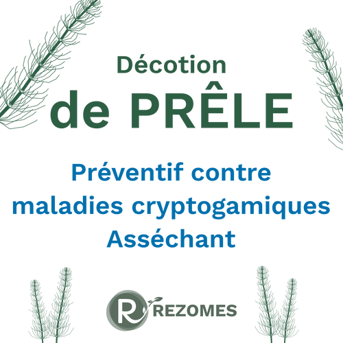 Décoction de prêle