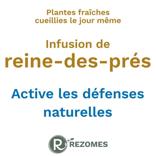 Infusion de reine-des-prés