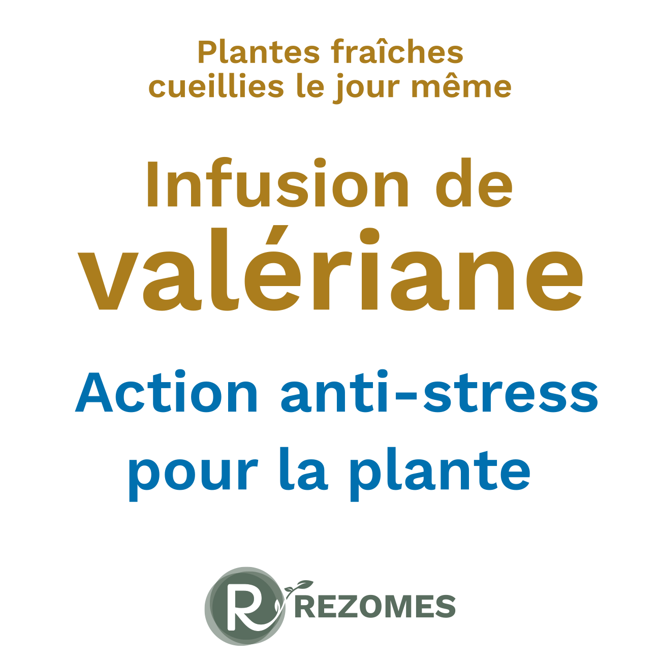 Infusion de valériane