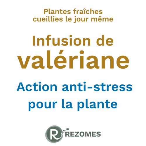 Infusion de valériane