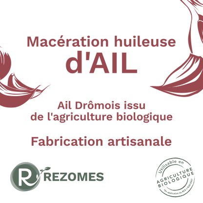 Macération huileuse d'ail