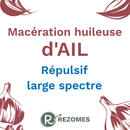 Macération huileuse d'ail