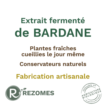 Extrait fermenté de bardane