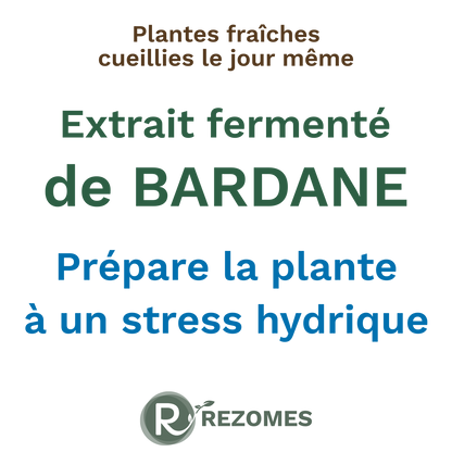 Extrait fermenté de bardane