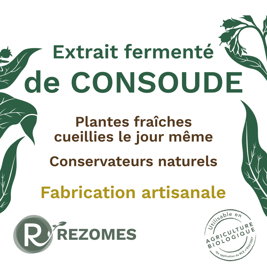Extrait fermenté de consoude
