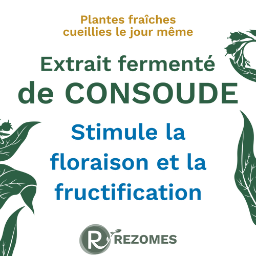 Extrait fermenté de consoude