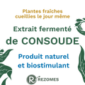 Extrait fermenté de consoude