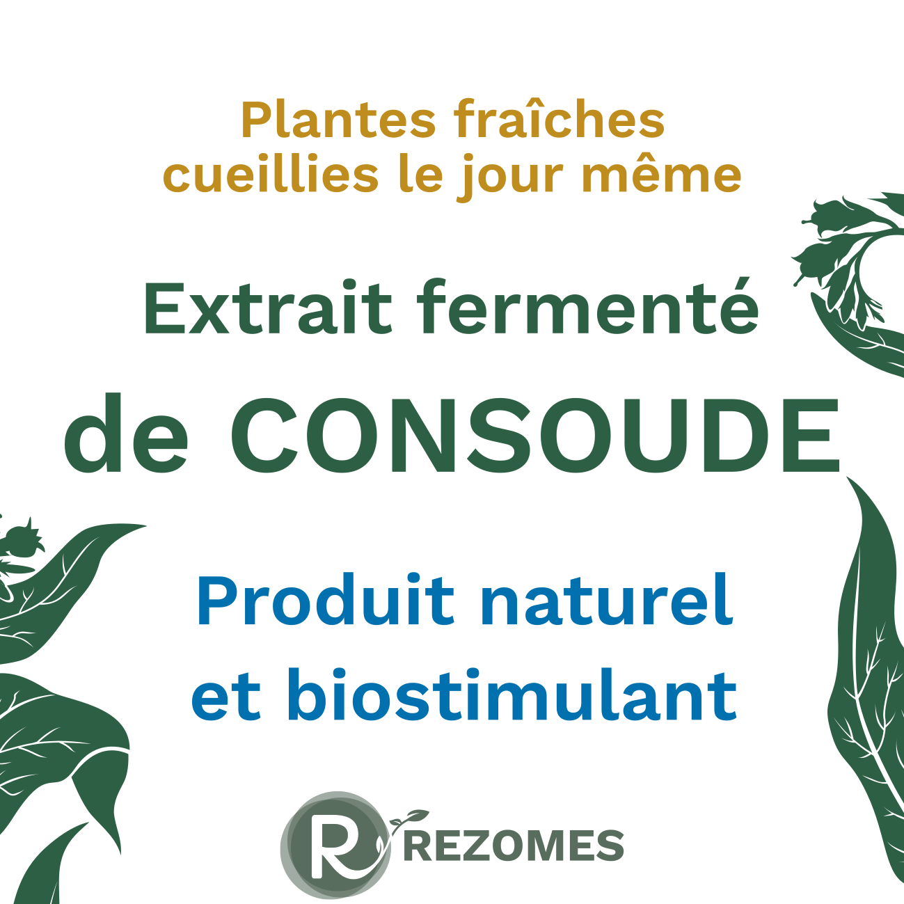 Extrait fermenté de consoude