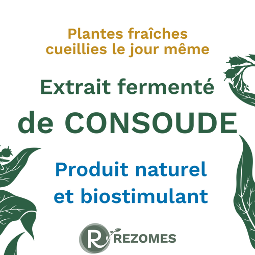 Extrait fermenté de consoude