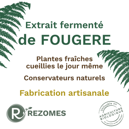 Extrait fermenté de fougère