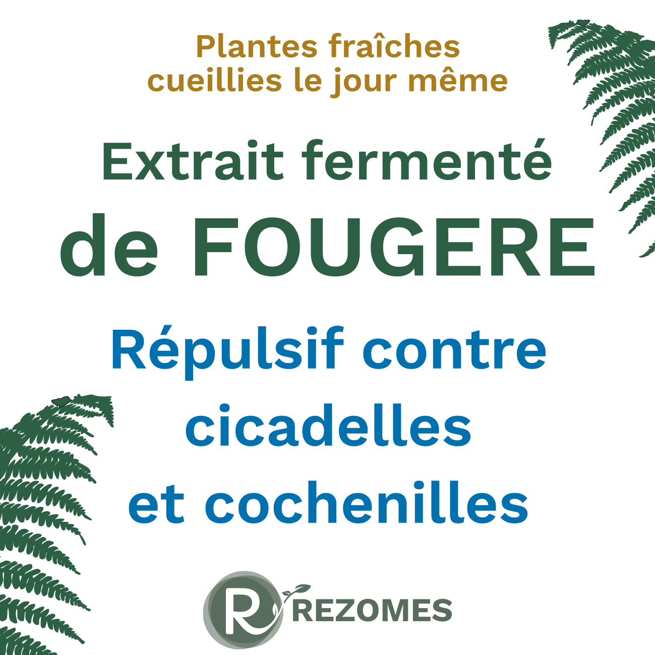 Extrait fermenté de fougère