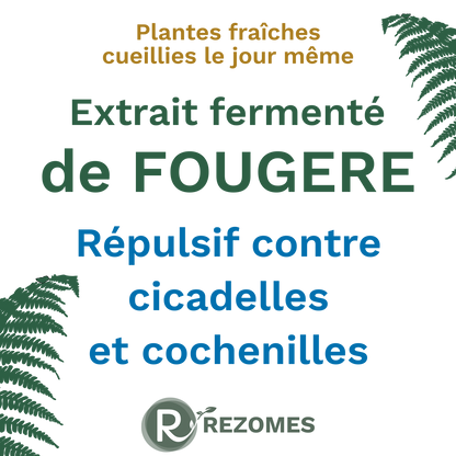 Extrait fermenté de fougère