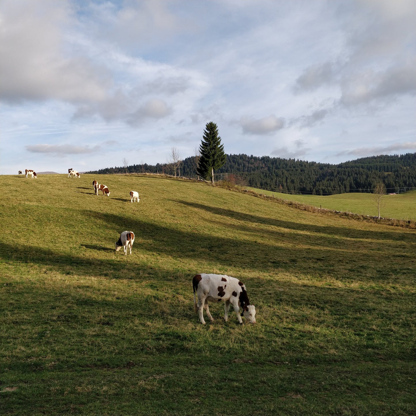 Vaches laitières dans le Jura