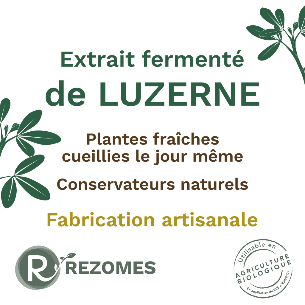 Extrait fermenté de luzerne