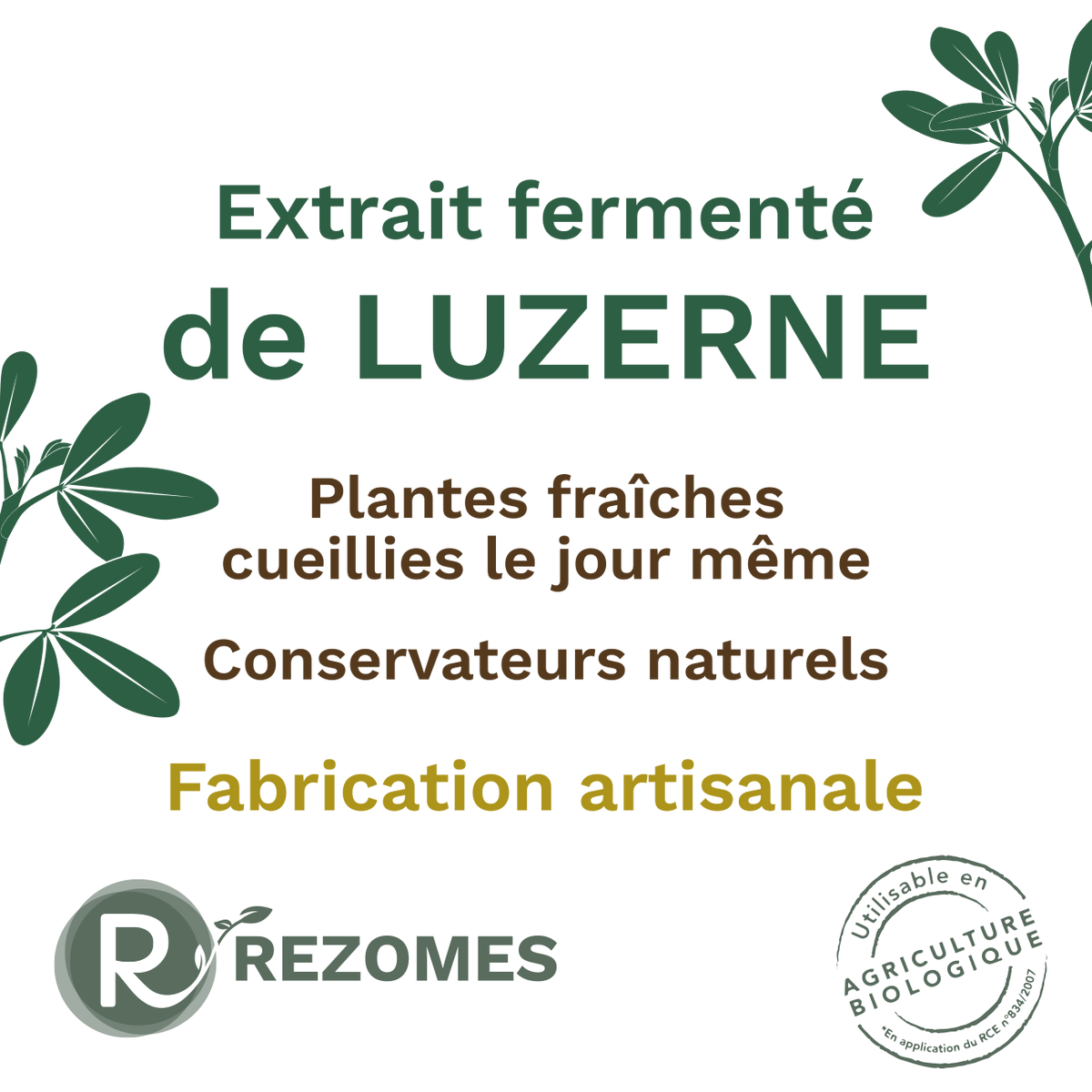 Extrait fermenté de luzerne