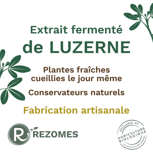 Extrait fermenté de luzerne