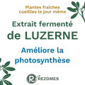 Extrait fermenté de luzerne