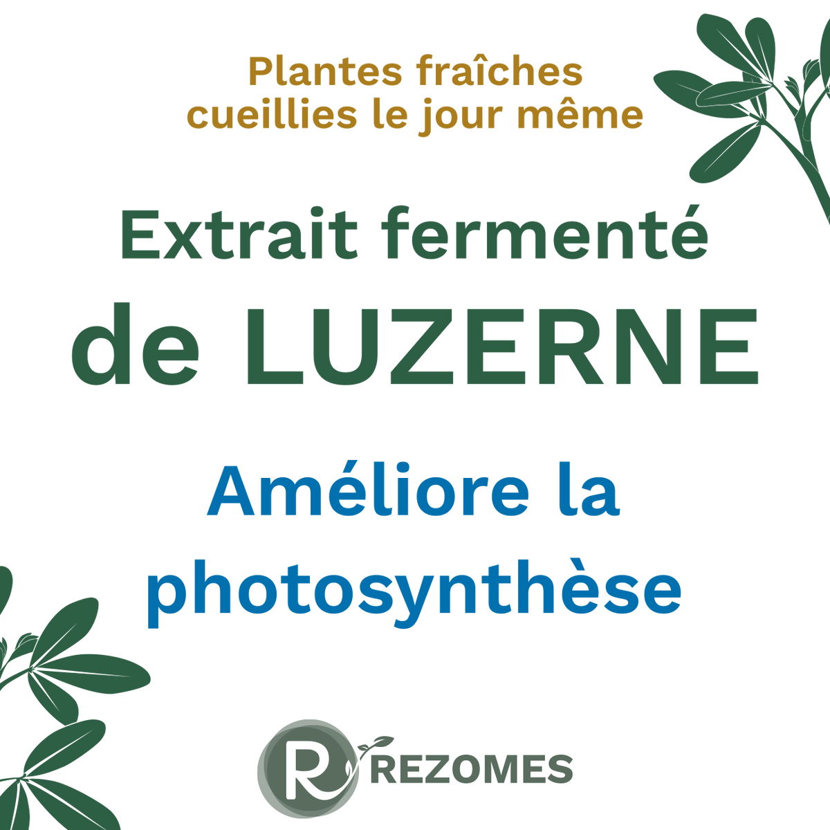 Extrait fermenté de luzerne