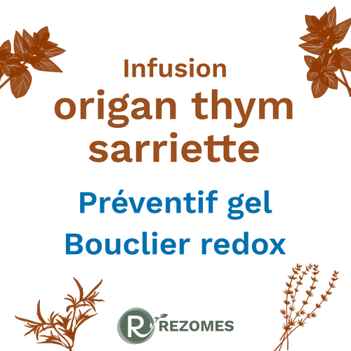 Infusion Origan-Thym-Sarriette (OTS)