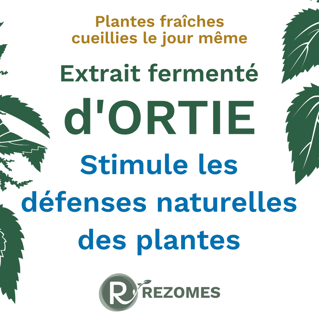 Extrait fermenté d'ortie