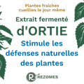 Extrait fermenté d'ortie