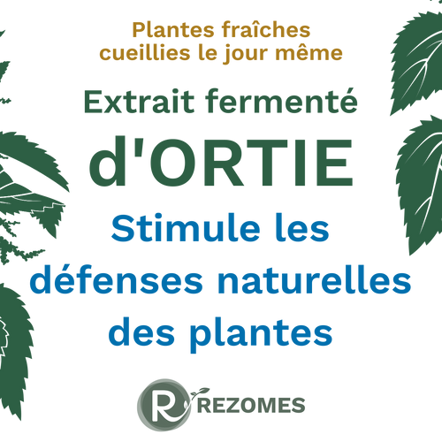 Extrait fermenté d'ortie