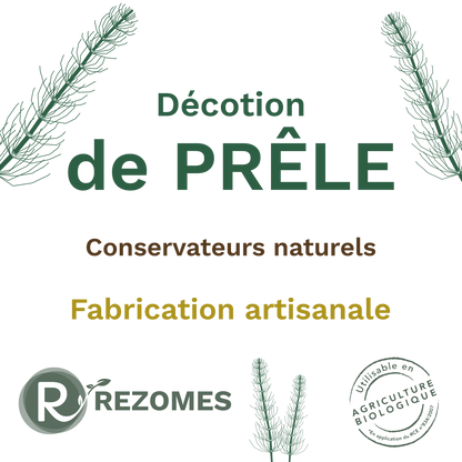 Décoction de prêle