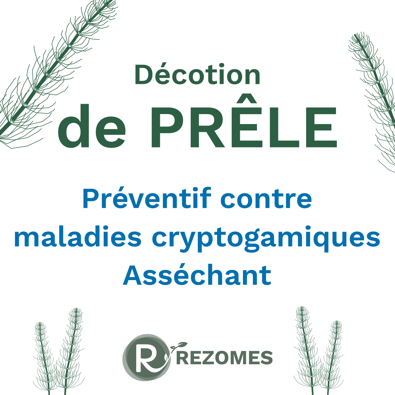 Décoction de prêle