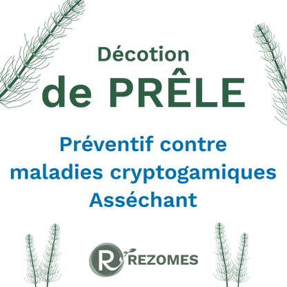 Décoction de prêle