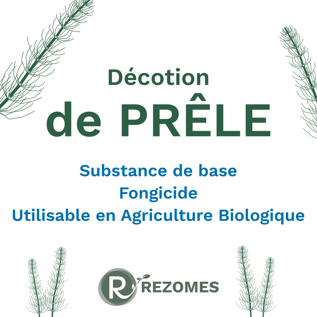 Décoction de prêle
