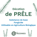 Décoction de prêle