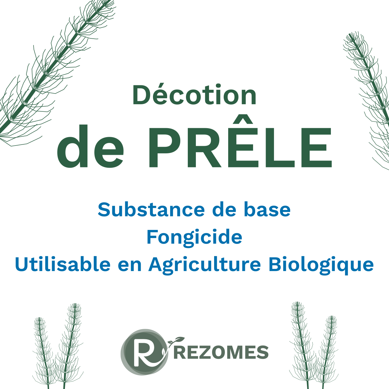 Décoction de prêle