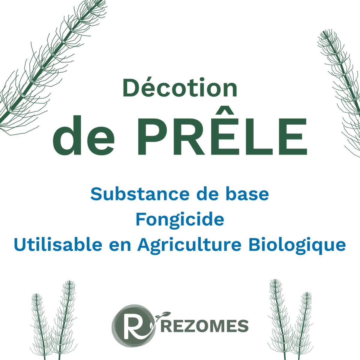 Décoction de prêle