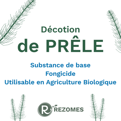 Décoction de prêle