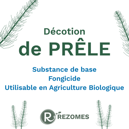Décoction de prêle