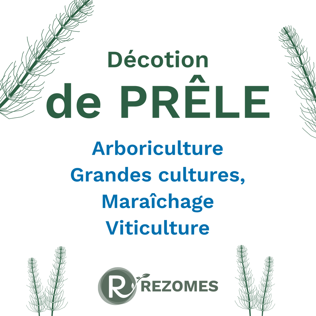 Décoction de prêle