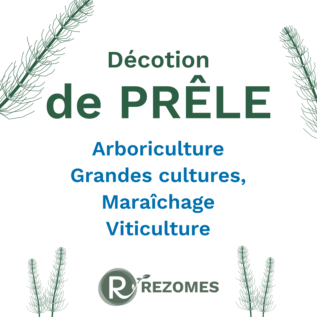 Décoction de prêle