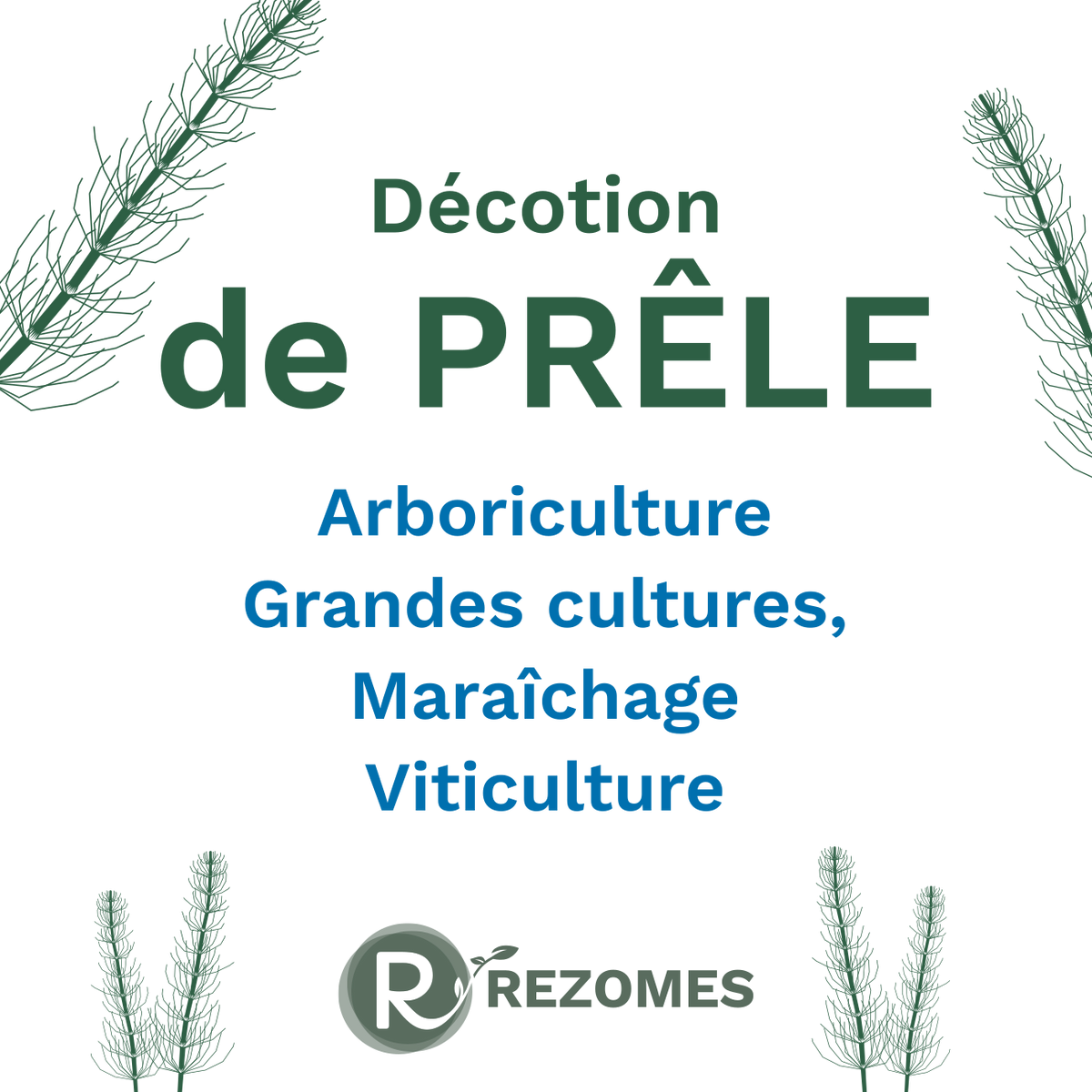 Décoction de prêle