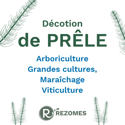 Décoction de prêle