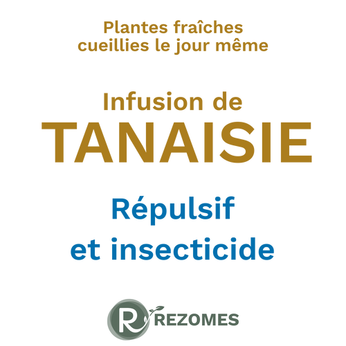 Infusion de tanaisie