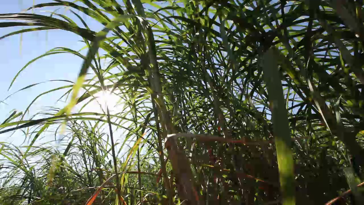 Mélasse de canne à sucre utilisable en agriculture biologique